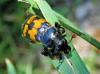 Nicrophorus vestigator